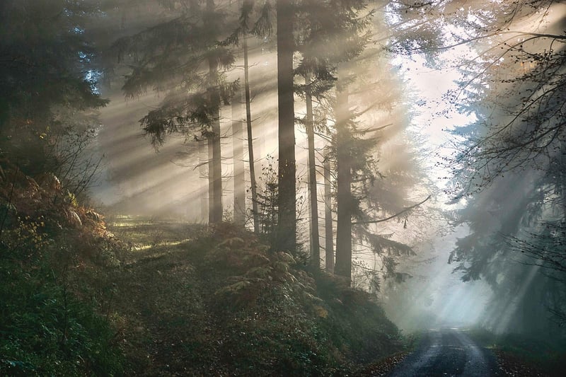Mystical Garden